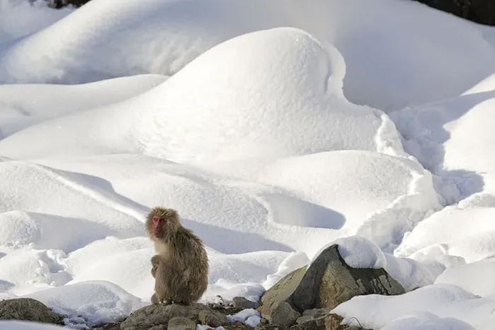 Framed Print : Japanese Macaque (Macaca fuscata) perched on the open warm section of a rocky hillside Framed Print : Japanese Macaque (Macaca fuscata) perched on the open warm section of a rocky hillside