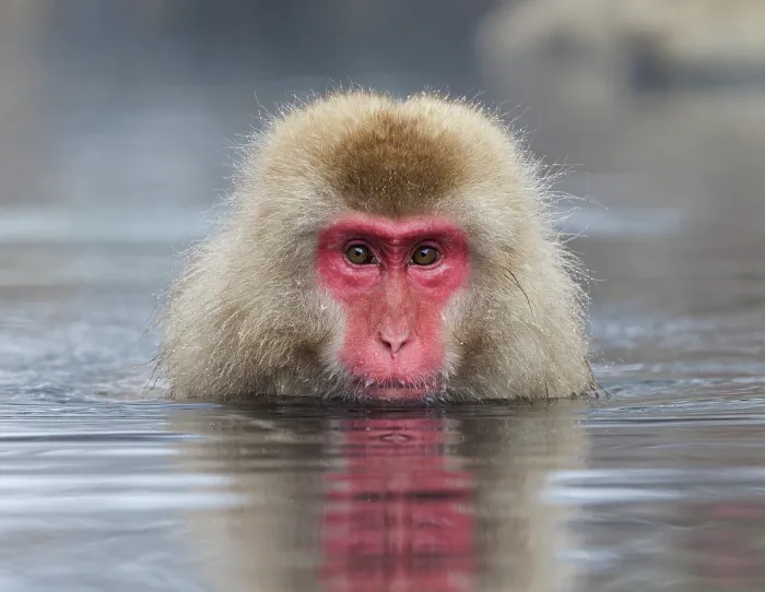 Framed Print : Japanese macaque (Macaca fuscata) sitting in hot springs, Jigokudani, Nagano Prefecture, Japan. February Framed Print : Japanese macaque (Macaca fuscata) sitting in hot springs, Jigokudani, Nagano Prefecture, Japan. February