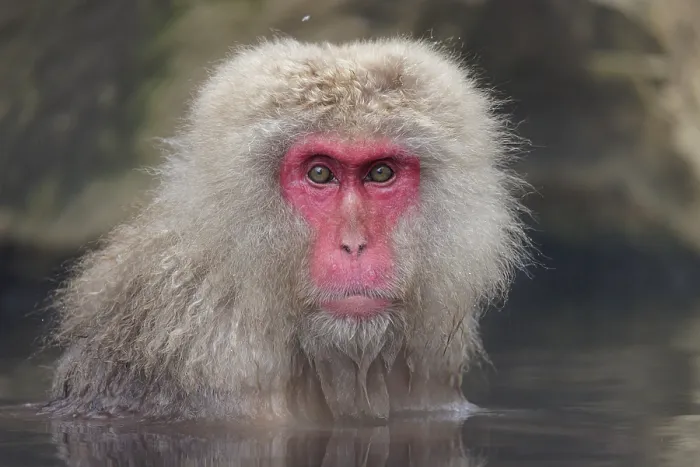 Framed Print : Japanese macaque (Macaca fuscata) sitting in hot springs, Jigokudani, Nagano Prefecture, Japan. February Framed Print : Japanese macaque (Macaca fuscata) sitting in hot springs, Jigokudani, Nagano Prefecture, Japan. February