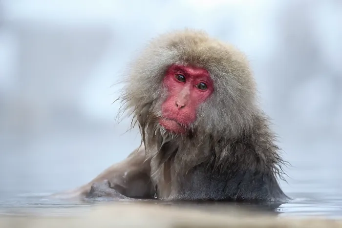 Framed Print : Japanese macaque (Macaca fuscata) sitting in warm waters of a hot spring, Jigokudani, Yamanouchi. Nagano Prefecture, Japan Framed Print : Japanese macaque (Macaca fuscata) sitting in warm waters of a hot spring, Jigokudani, Yamanouchi. Nagano Prefecture, Japan