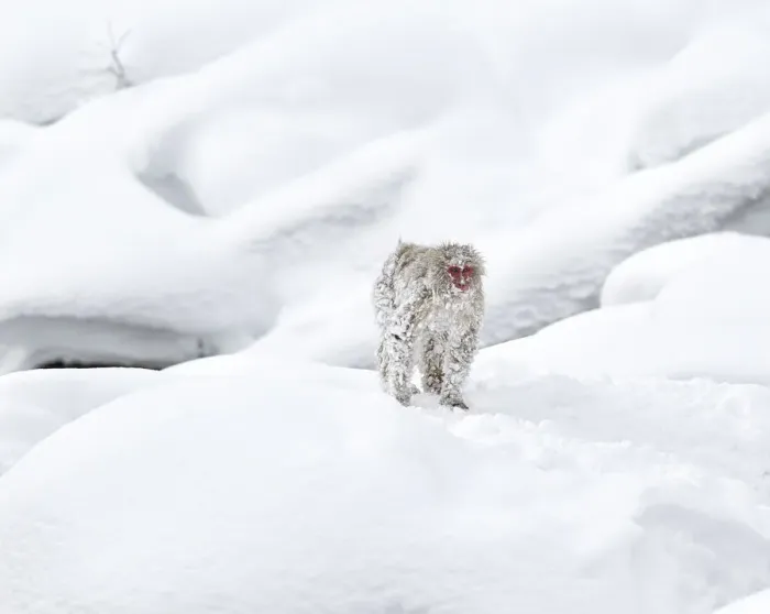 Framed Print : Japanese Macaque (Macaca fuscata) in snow, Jigokudani, Japan. February Framed Print : Japanese Macaque (Macaca fuscata) in snow, Jigokudani, Japan. February
