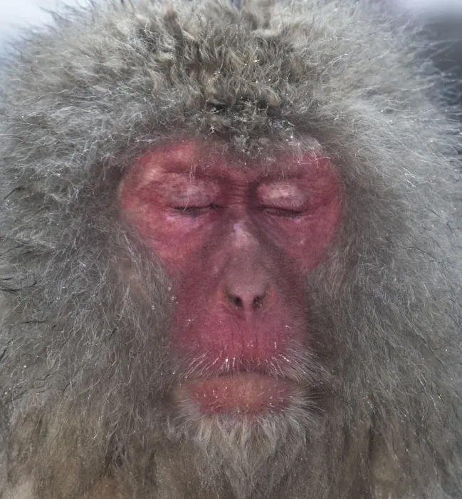 Framed Print : Japanese Macaque (Macaca fuscata) in thermal pool, falling asleep, Jigokudani, Japan Framed Print : Japanese Macaque (Macaca fuscata) in thermal pool, falling asleep, Jigokudani, Japan
