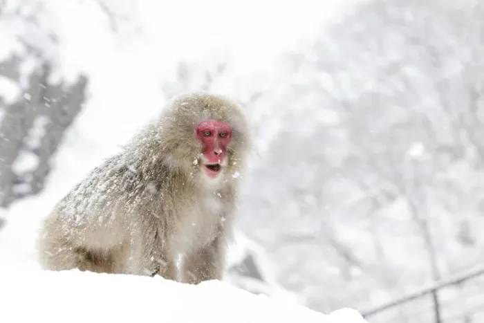 Framed Print : Japanese Macaque (Macaca fuscata) on vantage point, Jigokudani, Japan, January Framed Print : Japanese Macaque (Macaca fuscata) on vantage point, Jigokudani, Japan, January