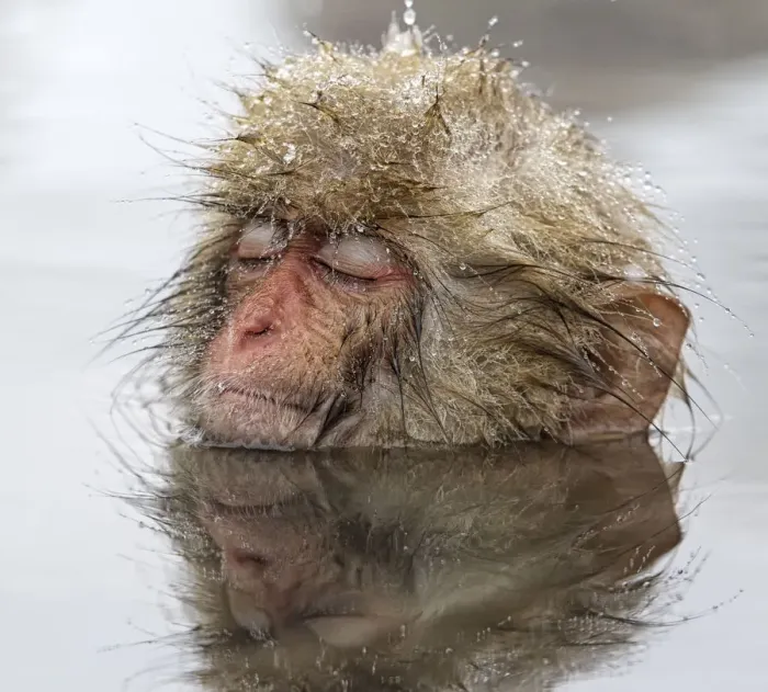 Framed Print : Japanese Macaque (Macaca fuscata) young one, appearing quite relaxed in thermal pool Framed Print : Japanese Macaque (Macaca fuscata) young one, appearing quite relaxed in thermal pool