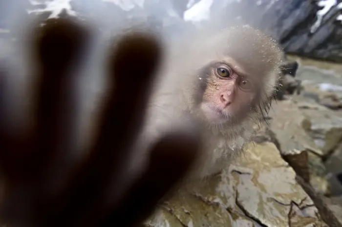 Framed Print : Japanese Macaque (Macaca fuscatata) juvenile, reaching out to touch the camera. Jigokudani Framed Print : Japanese Macaque (Macaca fuscatata) juvenile, reaching out to touch the camera. Jigokudani