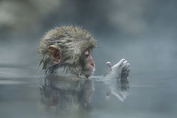 Japanese macaque  /  Snow monkey {Macaca fuscata} 7-month-old monkey bathing in hot springs