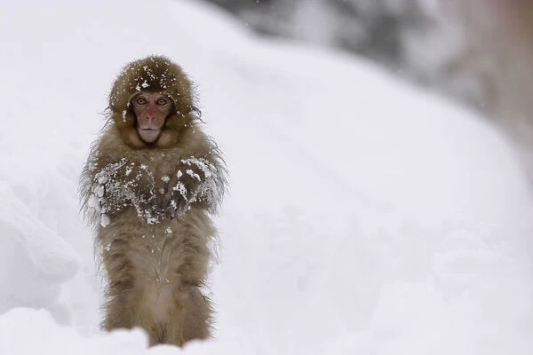 Japanese macaque  /  Snow monkey {Macaca fuscata} young monkey walking upright in deep