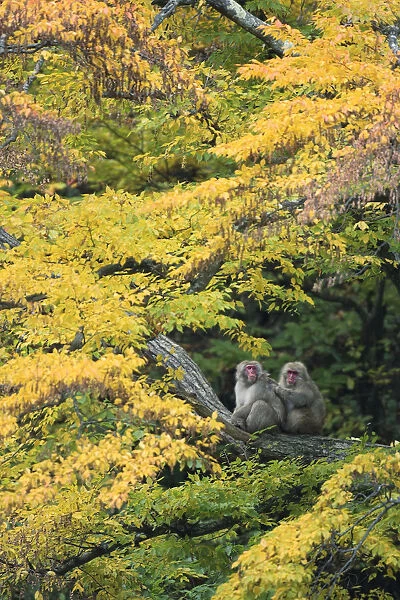 Japanese macaque  /  Snow monkey {Macaca fuscata} male grooming female in courtship in autumn tree