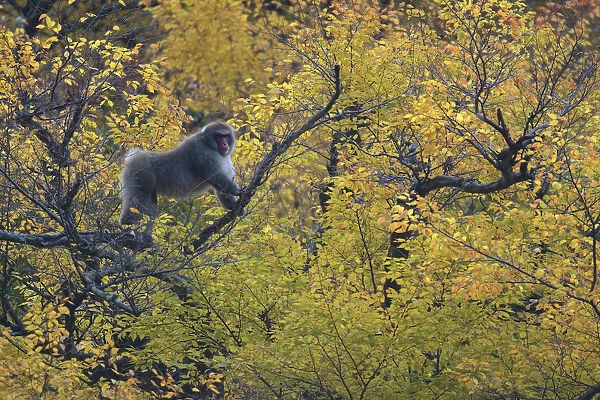 Japanese macaque  /  Snow monkey {Macaca fuscata} male displays in tree hoping to attract
