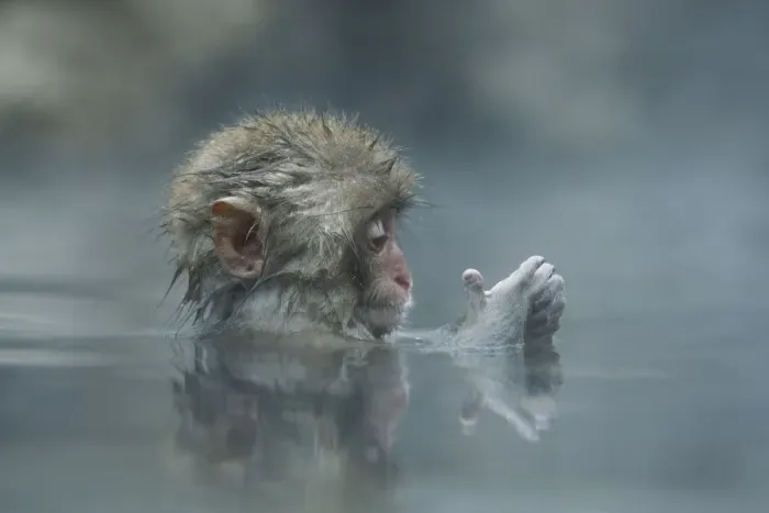 Framed Print : Japanese macaque / Snow monkey {Macaca fuscata} 7-month-old monkey bathing in hot springs Framed Print : Japanese macaque / Snow monkey {Macaca fuscata} 7-month-old monkey bathing in hot springs