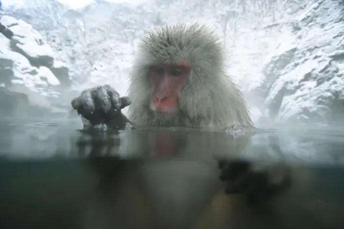 Framed Print : Japanese macaque / Snow monkey {Macaca fuscata} adult female bathing in hot springs Framed Print : Japanese macaque / Snow monkey {Macaca fuscata} adult female bathing in hot springs