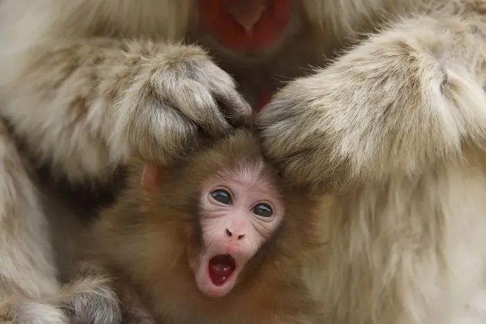 Framed Print : Japanese macaque / Snow monkey {Macaca fuscata} mother grooming four-day-old newborn baby Framed Print : Japanese macaque / Snow monkey {Macaca fuscata} mother grooming four-day-old newborn baby