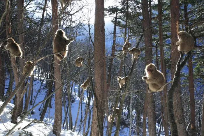 Framed Print : Japanese macaque / Snow monkey {Macaca fuscata} young monkeys playing in the sunshine in the trees Framed Print : Japanese macaque / Snow monkey {Macaca fuscata} young monkeys playing in the sunshine in the trees