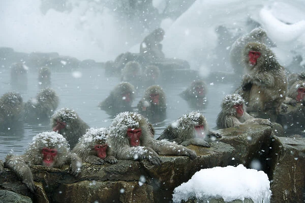 Japanese macaques (Macaca fuscata) warming up by bathing in a hot spring during snowfall