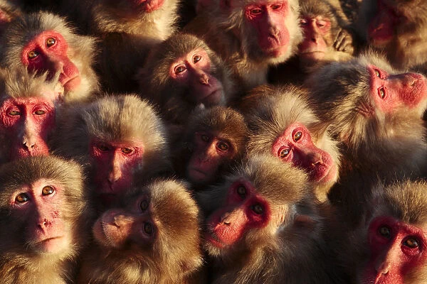 Japanese macaques (Macaca fuscata) faces looking up, huddling together for warmth on a cold day