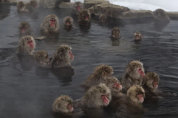 Japanese Macaques (Macaca fuscata) enjoy time soaking and grooming in the hot spring in Jigokudani