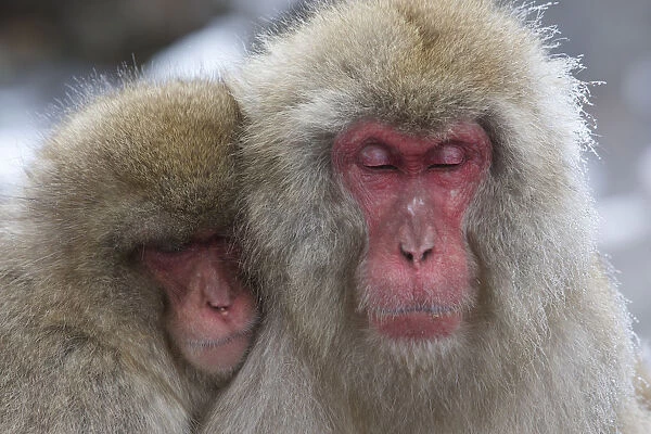Japanese macaques (Macaca fuscata) grooming at hot spring in Jigokudani, Yaenkoen