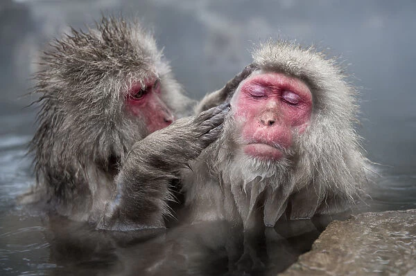 Japanese Macaques (Macaca fuscatata) grooming in hot springs, Jigokudani, Nagano Prefecture