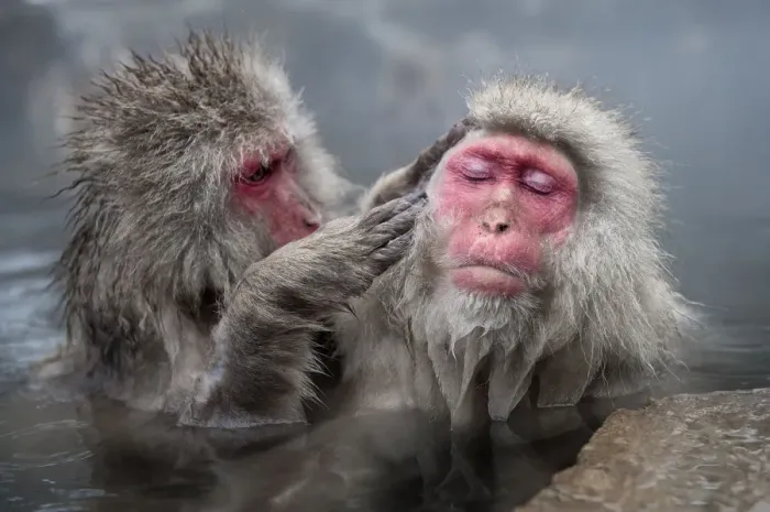 Framed Print : Japanese Macaques (Macaca fuscatata) grooming in hot springs, Jigokudani, Nagano Prefecture Framed Print : Japanese Macaques (Macaca fuscatata) grooming in hot springs, Jigokudani, Nagano Prefecture