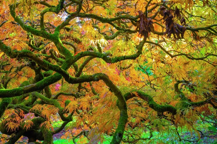Framed Print : Japanese maple (Acer palmatum Aureum') trees aged 120 years, backlit in autumn light with polarizing filter. Ramster Gardens, Surrey, England, UK. October 2023 Framed Print : Japanese maple (Acer palmatum Aureum') trees aged 120 years, backlit in autumn light with polarizing filter. Ramster Gardens, Surrey, England, UK. October 2023