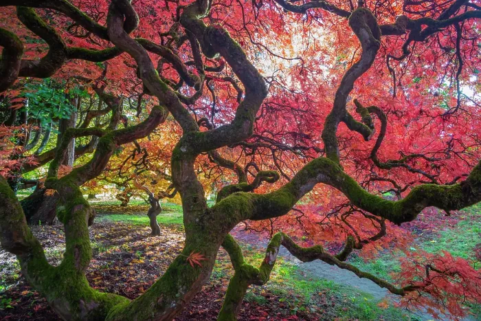 Framed Print : Japanese maple (Acer palmatum) tree backlit in late autumn light, Ramster gardens, Surrey, England, UK. October Framed Print : Japanese maple (Acer palmatum) tree backlit in late autumn light, Ramster gardens, Surrey, England, UK. October