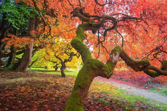 Framed Print : Japanese maple (Acer palmatum) tree backlit in late autumn light, Ramster gardens, Surrey, England, UK. October Framed Print : Japanese maple (Acer palmatum) tree backlit in late autumn light, Ramster gardens, Surrey, England, UK. October