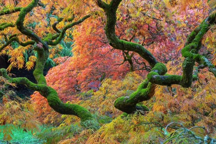 Framed Print : Japanese maple (Acer palmatum) trees aged 120 years, backlit in autumn light with polarizing filter. Ramster Gardens, Surrey, England, UK. October 2023 Framed Print : Japanese maple (Acer palmatum) trees aged 120 years, backlit in autumn light with polarizing filter. Ramster Gardens, Surrey, England, UK. October 2023