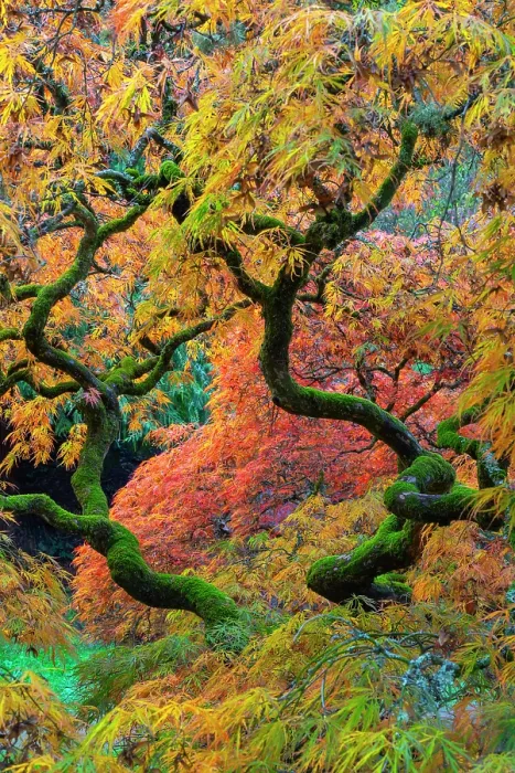 Framed Print : Japanese maple (Acer palmatum) trees aged 120 years, backlit in autumn light with polarizing filter. Ramster Gardens, Surrey, England, UK. October 2023 Framed Print : Japanese maple (Acer palmatum) trees aged 120 years, backlit in autumn light with polarizing filter. Ramster Gardens, Surrey, England, UK. October 2023
