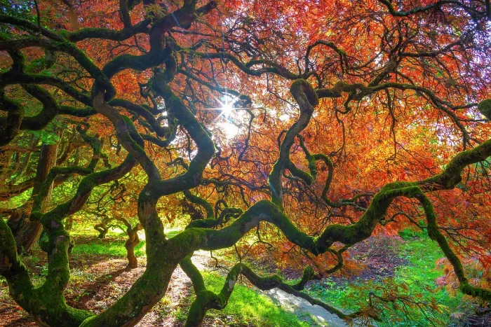 Framed Print : Japanese maple (Acer palmatum) trees aged 120 years, backlit in autumn light with polarizing filter. Ramster Gardens, Surrey, England, UK. October 2023 Framed Print : Japanese maple (Acer palmatum) trees aged 120 years, backlit in autumn light with polarizing filter. Ramster Gardens, Surrey, England, UK. October 2023