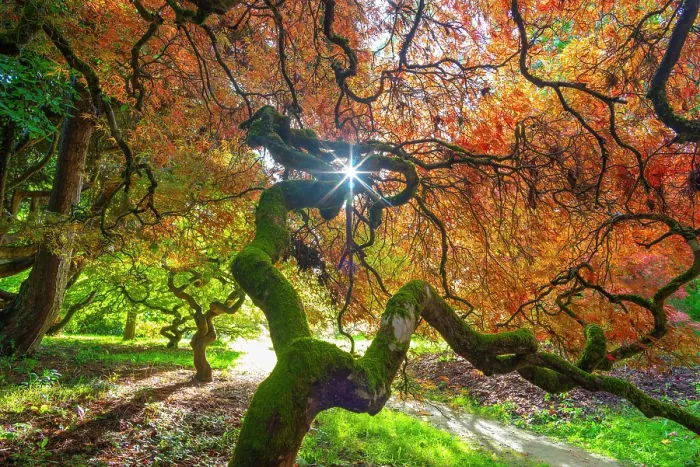 Framed Print : Japanese maple (Acer palmatum) trees aged 120 years, backlit in autumn light with polarizing filter. Ramster Gardens, Surrey, England, UK. October 2023 Framed Print : Japanese maple (Acer palmatum) trees aged 120 years, backlit in autumn light with polarizing filter. Ramster Gardens, Surrey, England, UK. October 2023