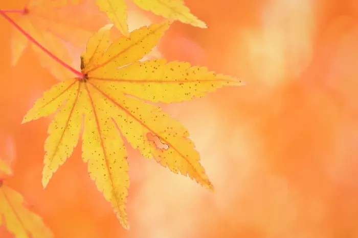 Framed Print : Japanese maple (Acer sp) leaves, showing autumn foliage. Near Lake Kawaguchi-ko, Yamanashi Prefecture, Japan, November
