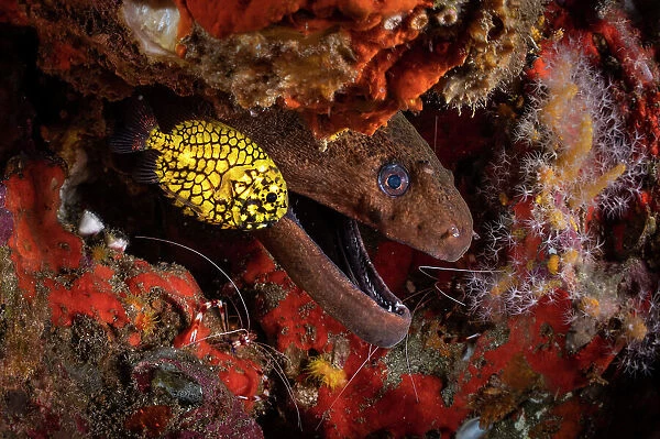 Japanese pinecone fish (Monocentris japonica) under a ledge in the reef alongside a Giant moray eel (Gymnothorax javanicus) and Banded coral shrimps (Stenopus hispidus), Richelieu Rock, Mu Koh Surin National Park, Phang-nga, Thailand