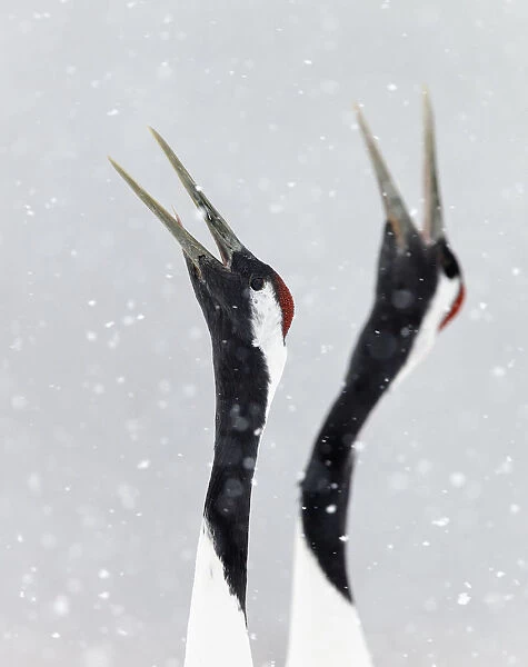 Japanese  /  Red-crowned crane (Grus japonicus) two calling, part of bonding and courtship display
