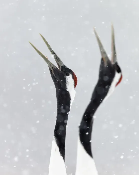 Framed Print : Japanese / Red-crowned crane (Grus japonicus) two calling, part of bonding and courtship display Framed Print : Japanese / Red-crowned crane (Grus japonicus) two calling, part of bonding and courtship display