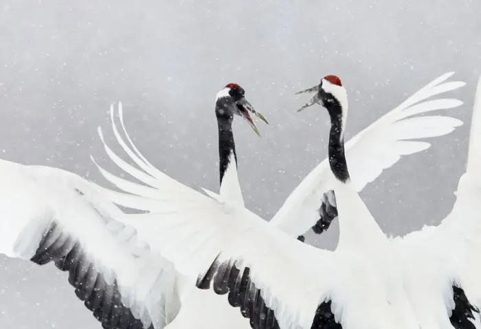 Framed Print : Japanese / Red-crowned crane (Grus japonicus) two calling and dancing, part of bonding Framed Print : Japanese / Red-crowned crane (Grus japonicus) two calling and dancing, part of bonding