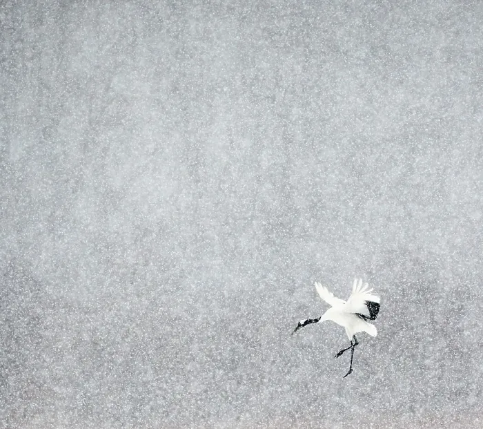 Framed Print : Japanese / Red-crowned crane (Grus japonicus) one coming into land, Hokkaido Japan February Framed Print : Japanese / Red-crowned crane (Grus japonicus) one coming into land, Hokkaido Japan February