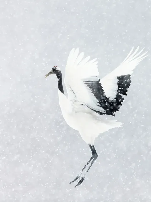 Framed Print : Japanese / Red-crowned crane (Grus japonicus) one coming into land, Hokkaido Japan February Framed Print : Japanese / Red-crowned crane (Grus japonicus) one coming into land, Hokkaido Japan February