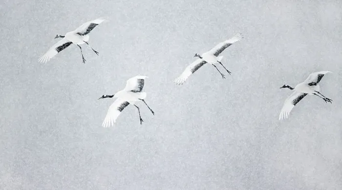 Framed Print : Japanese / Red-crowned crane (Grus japonicus) four coming into land, Hokkaido Japan February Framed Print : Japanese / Red-crowned crane (Grus japonicus) four coming into land, Hokkaido Japan February