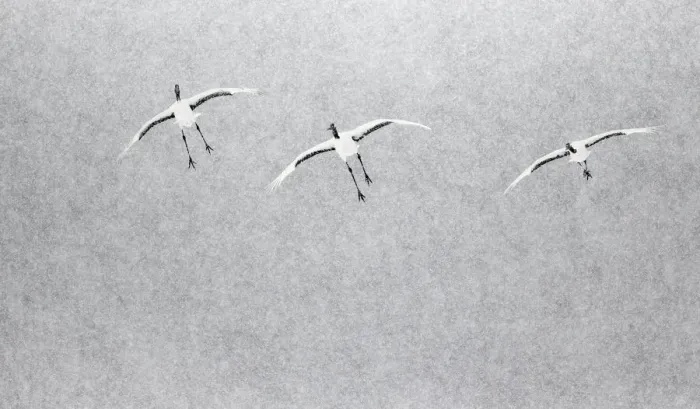 Framed Print : Japanese / Red-crowned crane (Grus japonicus) three coming into land, Hokkaido Japan Framed Print : Japanese / Red-crowned crane (Grus japonicus) three coming into land, Hokkaido Japan