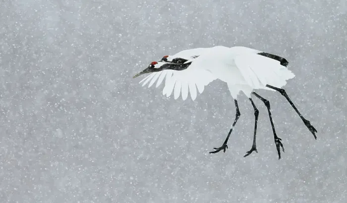 Framed Print : Japanese / Red-crowned crane (Grus japonicus) two coming into land, Hokkaido Japan February Framed Print : Japanese / Red-crowned crane (Grus japonicus) two coming into land, Hokkaido Japan February