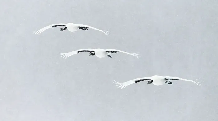 Framed Print : Japanese / Red-crowned crane (Grus japonicus) three in flight, Hokkaido Japan February Framed Print : Japanese / Red-crowned crane (Grus japonicus) three in flight, Hokkaido Japan February