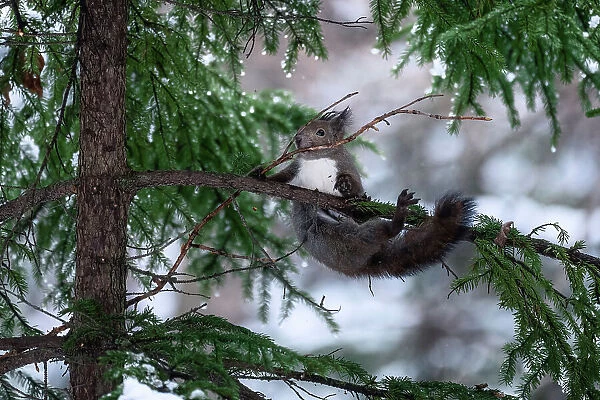 Japanese red squirrel (Sciurus vulgaris orientis) struggling with long branch collected for construction of nest. Hokkaido, Japan