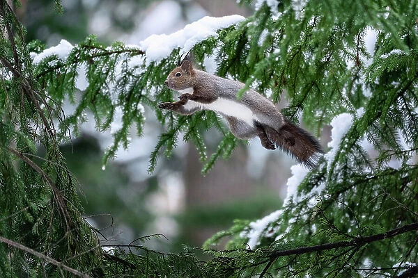 Japanese red squirrel (Sciurus vulgaris orientis) leaping among branches of fir tree (Abies sp.) while collecting building material for construction of nest in final days of winter. Hokkaido, Japan