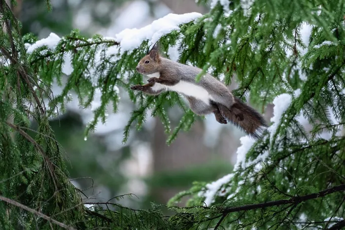 Framed Print : Japanese red squirrel (Sciurus vulgaris orientis) leaping among branches of fir tree (Abies sp) Framed Print : Japanese red squirrel (Sciurus vulgaris orientis) leaping among branches of fir tree (Abies sp)