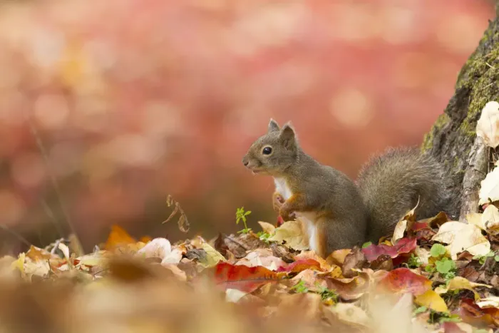 Framed Print : Japanese squirrel (Sciurus lis) portrait with autumn leaves, Mount Yatsugatake, Nagano Prefecture Framed Print : Japanese squirrel (Sciurus lis) portrait with autumn leaves, Mount Yatsugatake, Nagano Prefecture