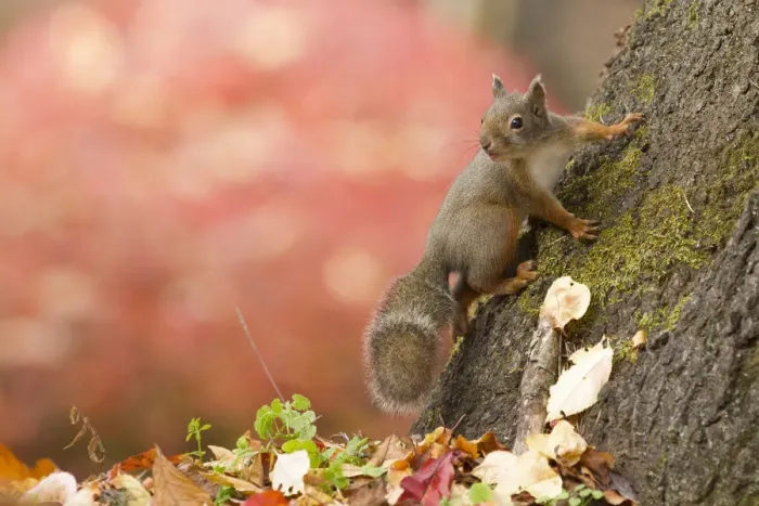 Framed Print : Japanese squirrel (Sciurus lis) portrait with autumn leaves, Mount Yatsugatake, Nagano Prefecture