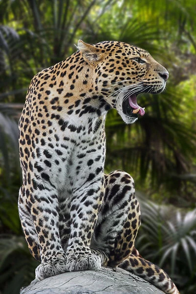 Javan leopard (Panthera pardus melas) roaring, native to the Indonesian island of Java