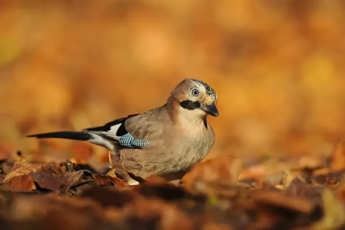Framed Print : Jay (Garrulus glandarius) amongst autumn leaves, Kent, UK. November 2012 Framed Print : Jay (Garrulus glandarius) amongst autumn leaves, Kent, UK. November 2012