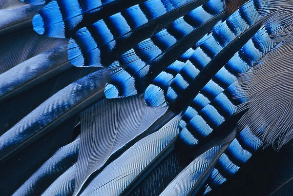 Jay {Garrulus glandarius} close up of wing feathers Europe