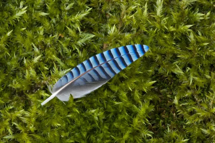 Framed Print : Jay (Garrulus glandarius) feather, on mossy ground, Yorkshire. UK. March, 2011 Framed Print : Jay (Garrulus glandarius) feather, on mossy ground, Yorkshire. UK. March, 2011